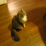 Wendy, the Robot Cat, wondering what the pizza tastes like